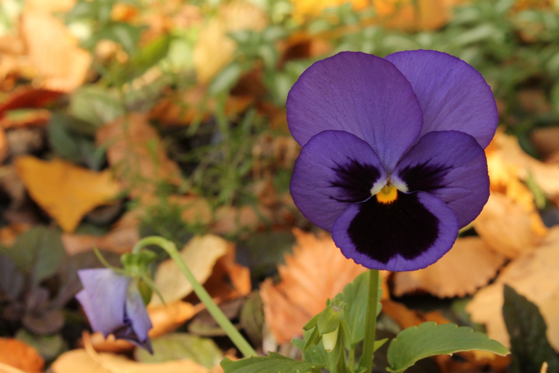 violet violet automne fleur