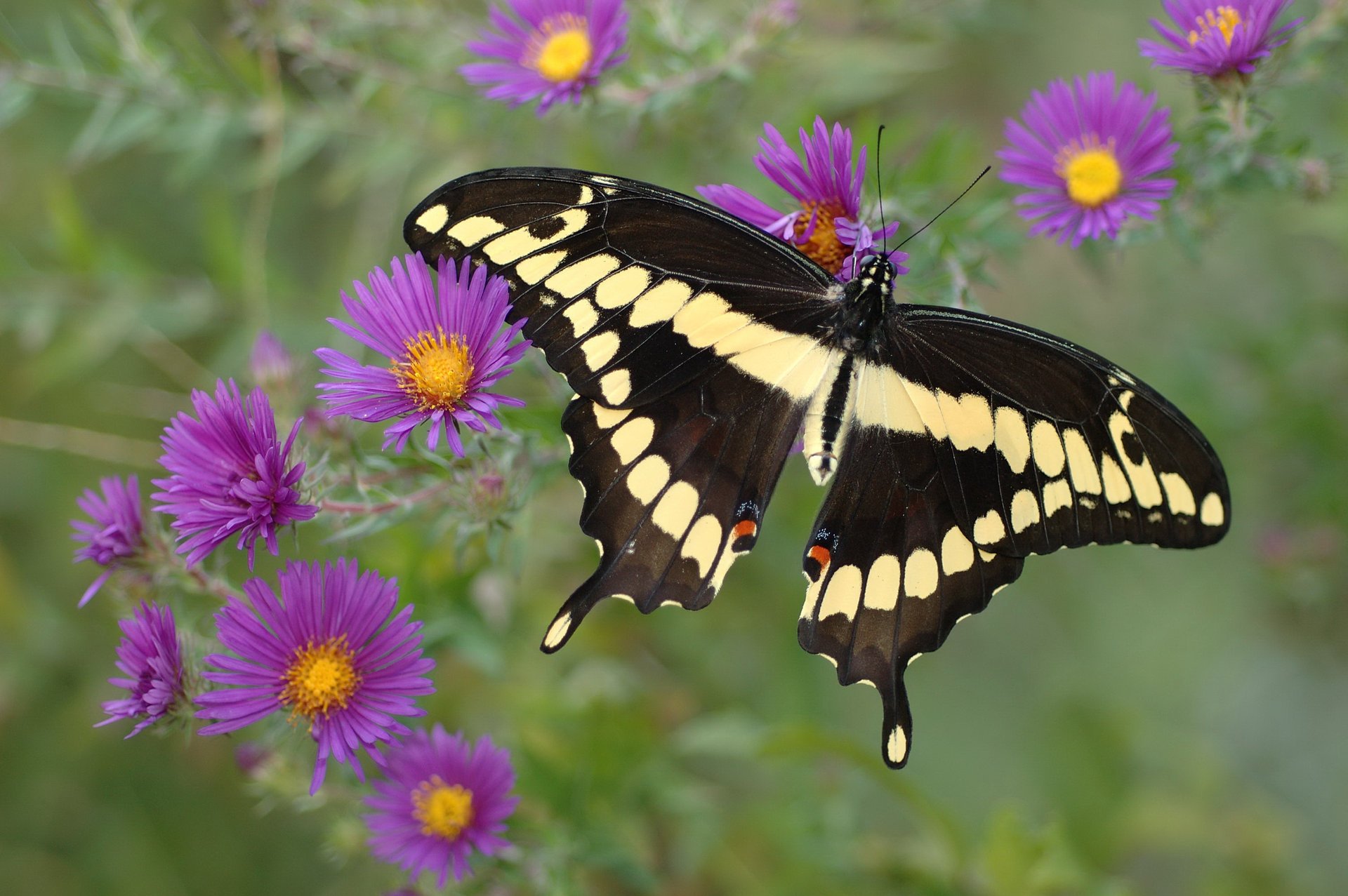 flowers butterfly purple yellow black beautiful