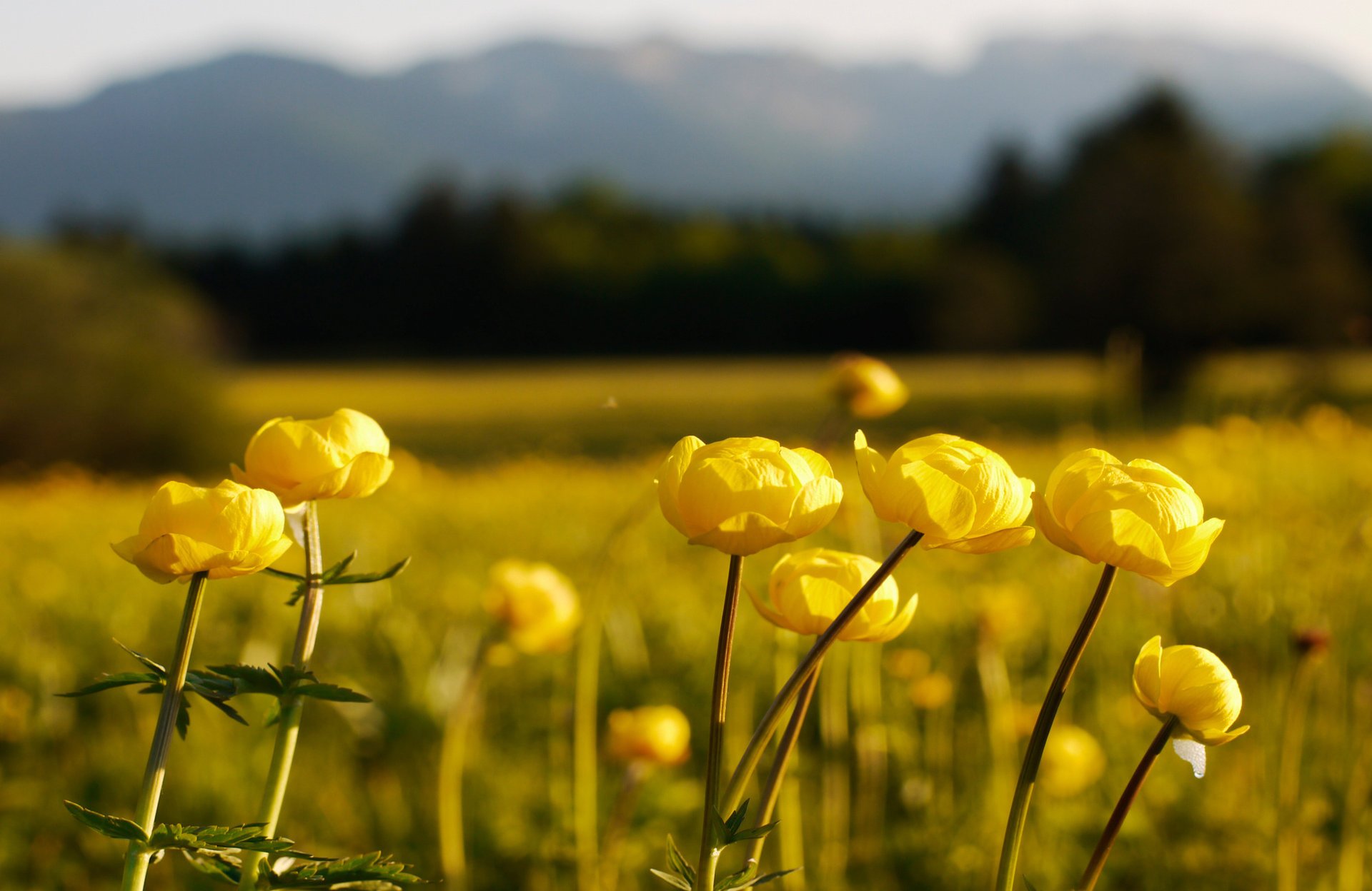 meadow the globe flowers blur yellow dal