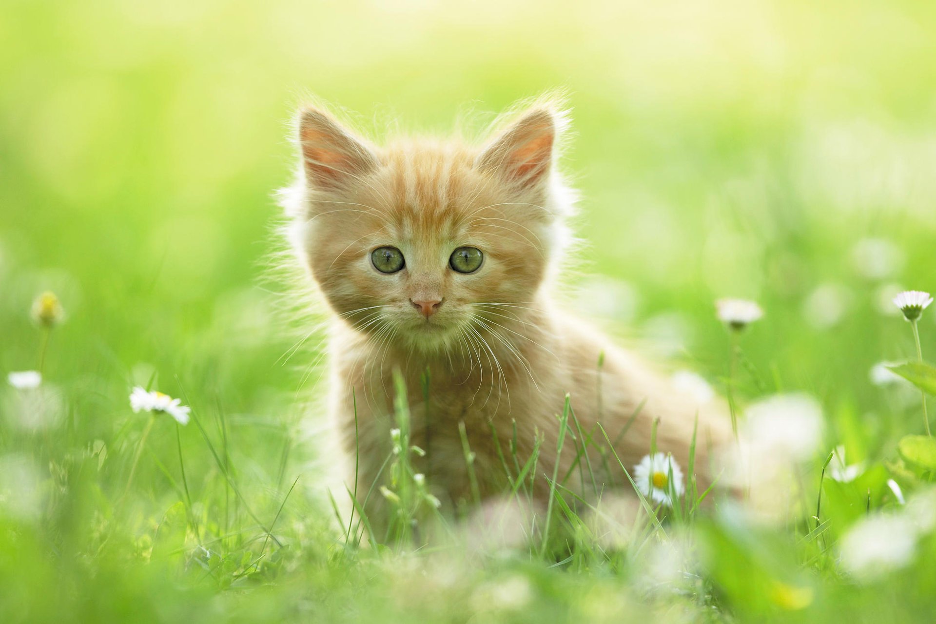 chaton marguerites herbe été roux chaton