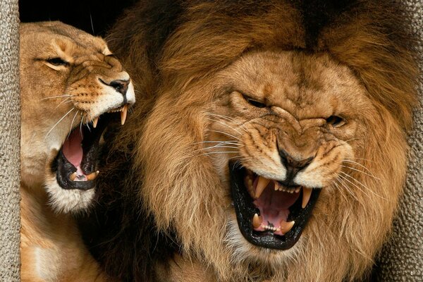 Löwin und Löwe mit offenem Mund