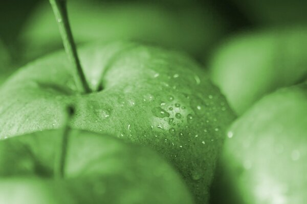 Manzanas verdes con gotas en la cáscara