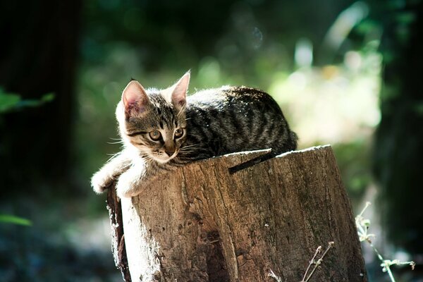 Pequeño gatito lindo yace en el cáñamo