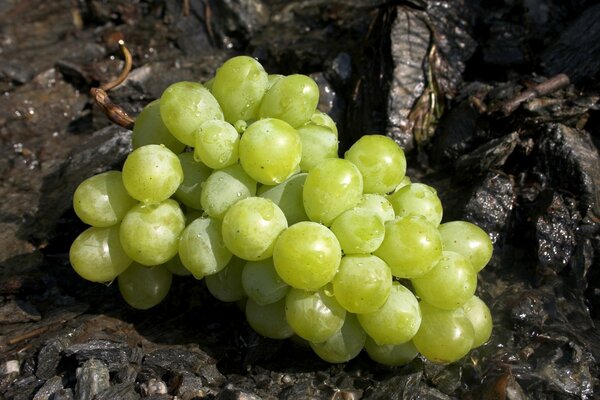 Cepille las uvas blancas. Bayas