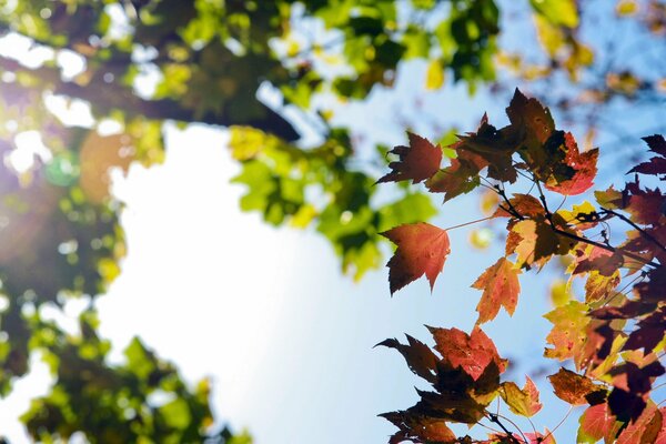 Bellissimo fogliame autunnale sotto il cielo