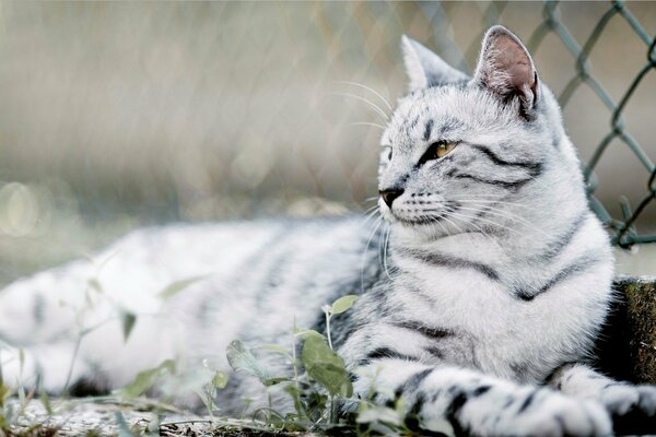 A cat with a white color is lying