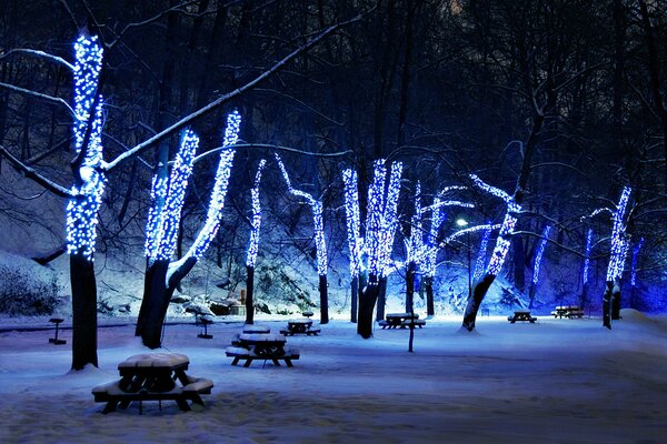 Alberi nel parco nelle decorazioni per il nuovo anno