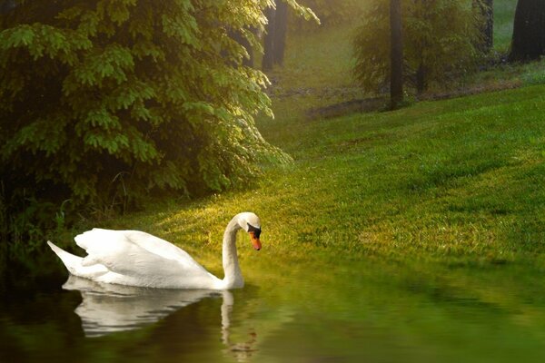 Cisne blanco en el bosque mágico