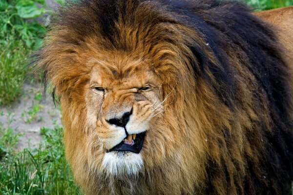 A winking lion with a gorgeous mane