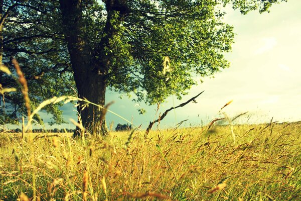 Goldene Ährchen auf einem Baumhintergrund