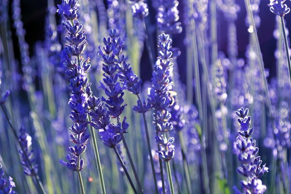 Lavande lilas sur fond flou