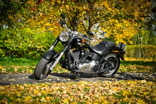 Harley-davidson im unvorstellbaren Hintergrund des Herbstlaubs