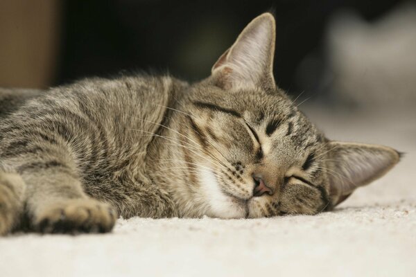 Eine zufriedene Katze schläft, ruht sich aus