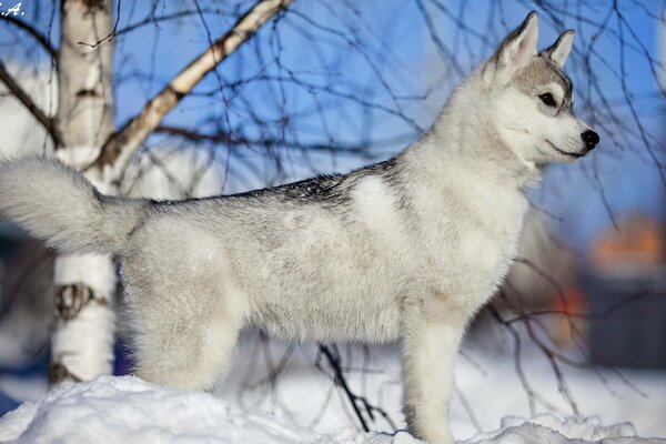 Perro amigo del hombre camina en invierno sobre la nieve