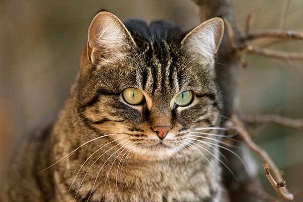 Striped muzzle of a gray cat