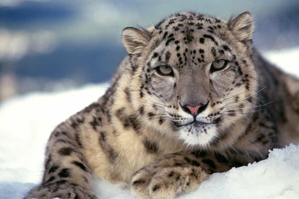 Nachdenklicher Blick eines Leoparden im Schnee