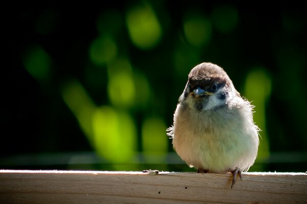 Moineau assis sur une poutre en bois sur fond vert