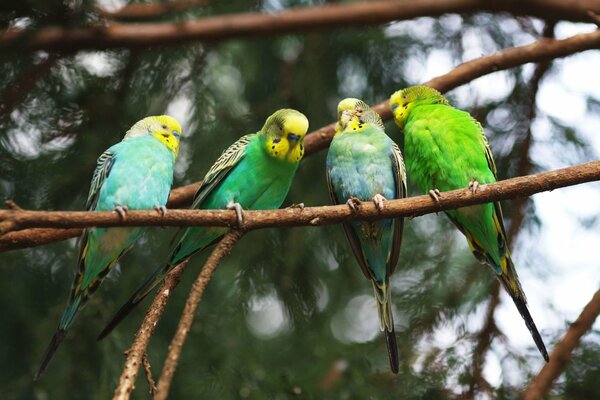 Cuatro periquitos en una rama de árbol