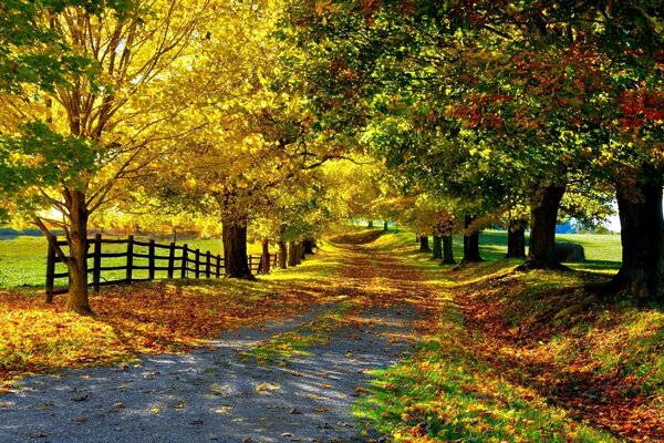 Alley of leaves in the length of the fence