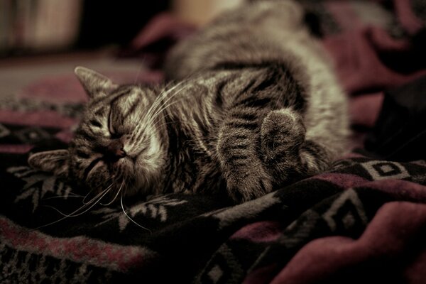 Le chat dort confortablement sur le couvre-lit