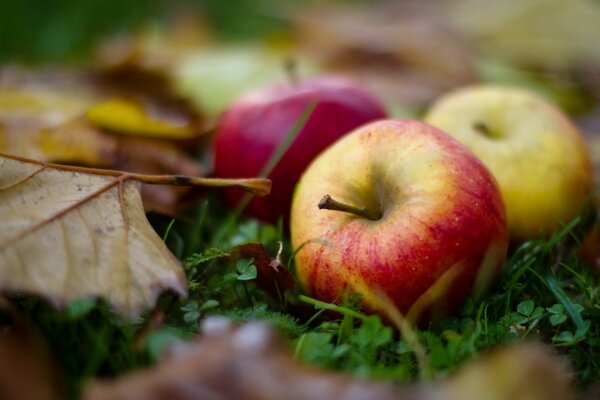 Las últimas manzanas de otoño son las más crujientes