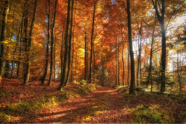 Wanderweg aus Blättern im Herbstwald