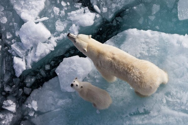 Un oso polar con un cachorro de oso de pie en el borde de un témpano de hielo