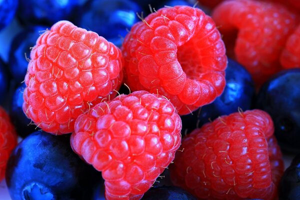 Nahaufnahme von Himbeerbeeren und Blaubeeren