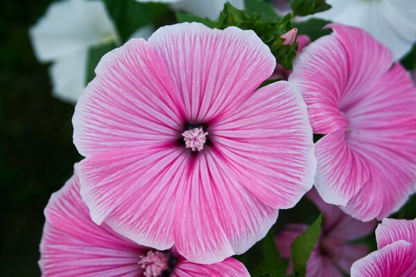 Delicate pink flowers in a flower bed