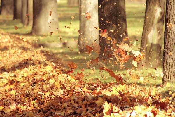 El viento rodea el follaje de otoño