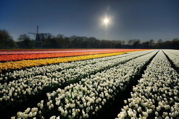 A field with colors of white yellow and red