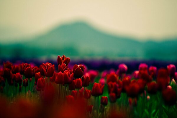 Colorful fields of red tulips