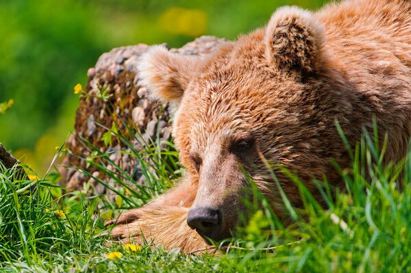 Sleeping bear on the green grass