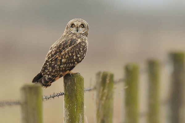 An owl sits on a fence with barbed wire