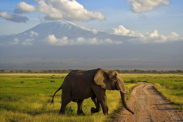 Elefante nella savana sullo sfondo di montagne e nuvole