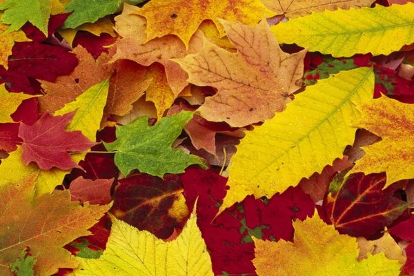 Herbstlaub fällt aus hellen Blättern