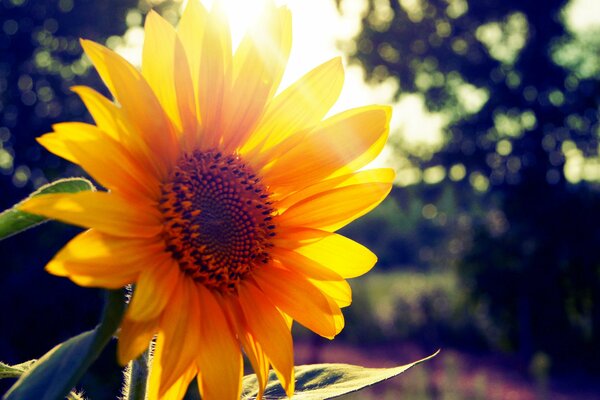 Girasol en los rayos del sol de verano