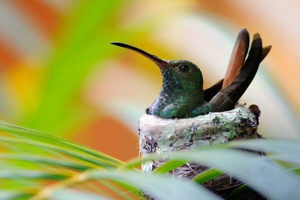 The hummingbird is sitting close in the nest