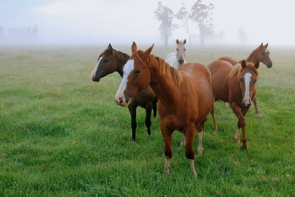 Matin sur le terrain dans le brouillard des chevaux roux