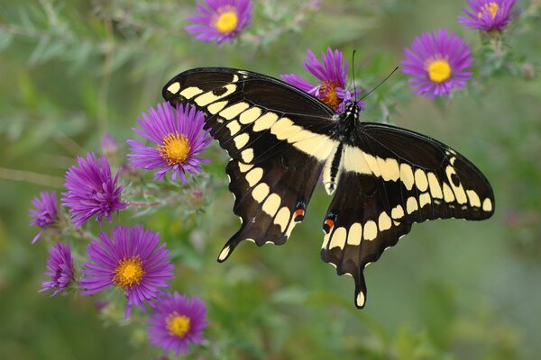 Hermosa mariposa sobre fondo de flores púrpuras