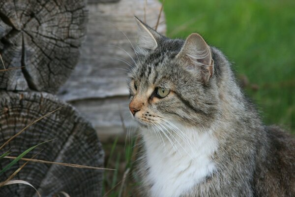 Photo of a cat in the vicinity against the background of logs