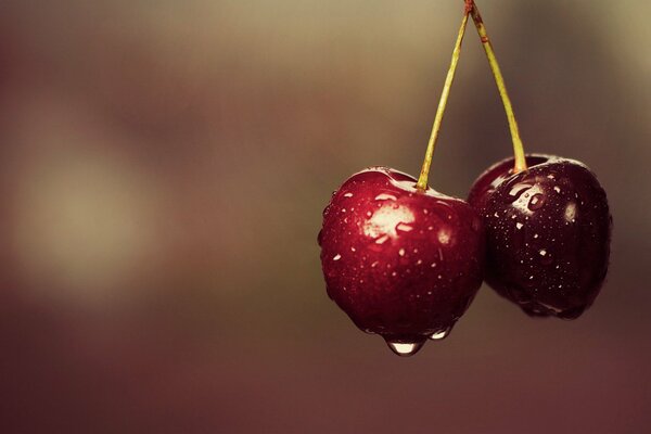 A pair of wet burgundy cherries