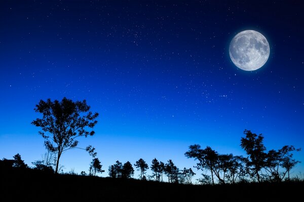 Pełnia księżyca i sylwetki drzew na tle jasnego nocnego nieba