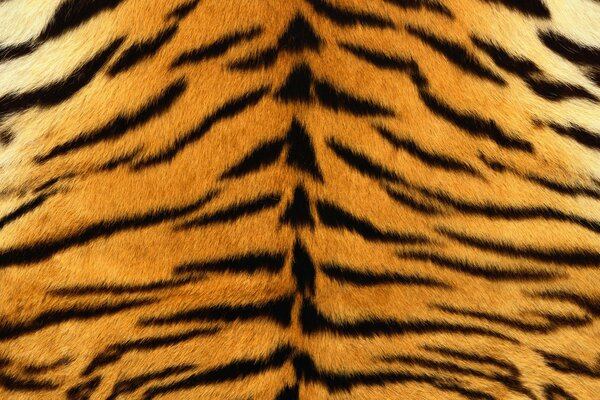 Fragmento de piel de tigre con rayas
