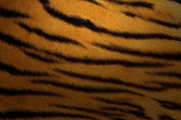 Primo piano della pelle di tigre