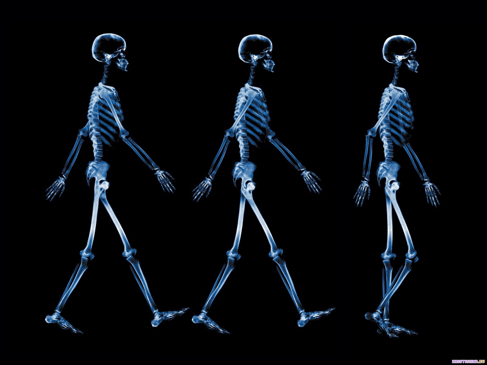 squelette radiographie schéma