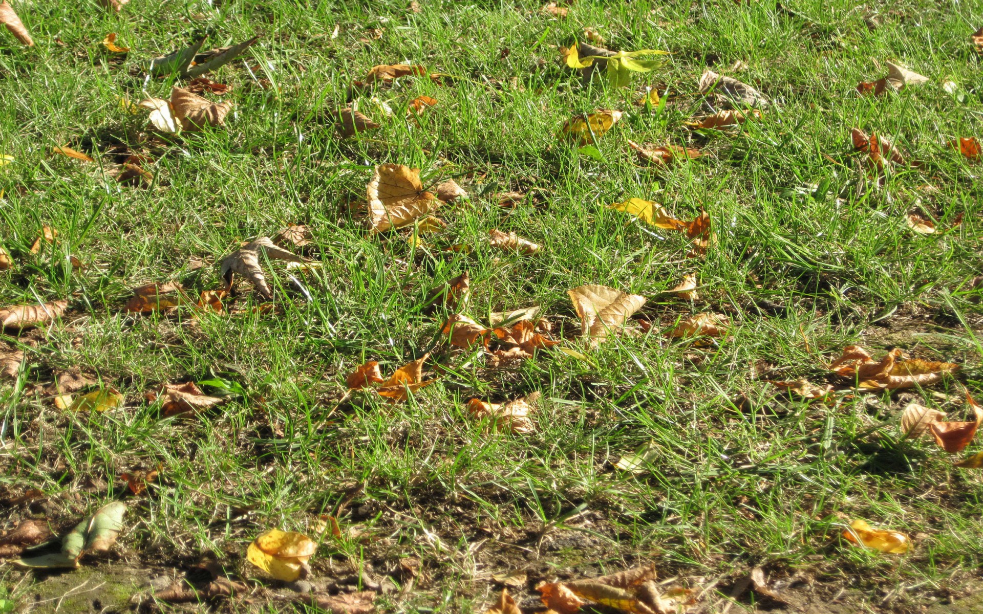 gras blätter hintergrund