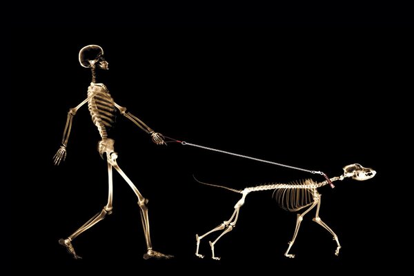 Squelette et chien sur une radiographie