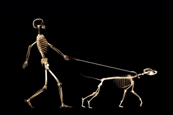 Scheletro e cane su una radiografia
