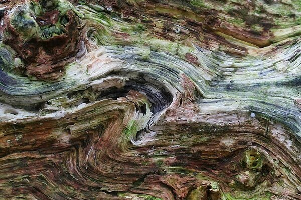 Watercolour. A tree with scattered branches